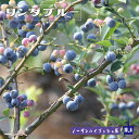 【リンダブルー】 ノーザンハイブッシュ系 2年生挿木苗 ブルーベリー苗木