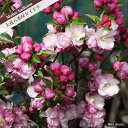 大花八重咲カイドウ 2年生 接木 苗 庭木 落葉樹 シンボルツリー 【観賞花木】 【予約販売】10~11月頃入荷予定