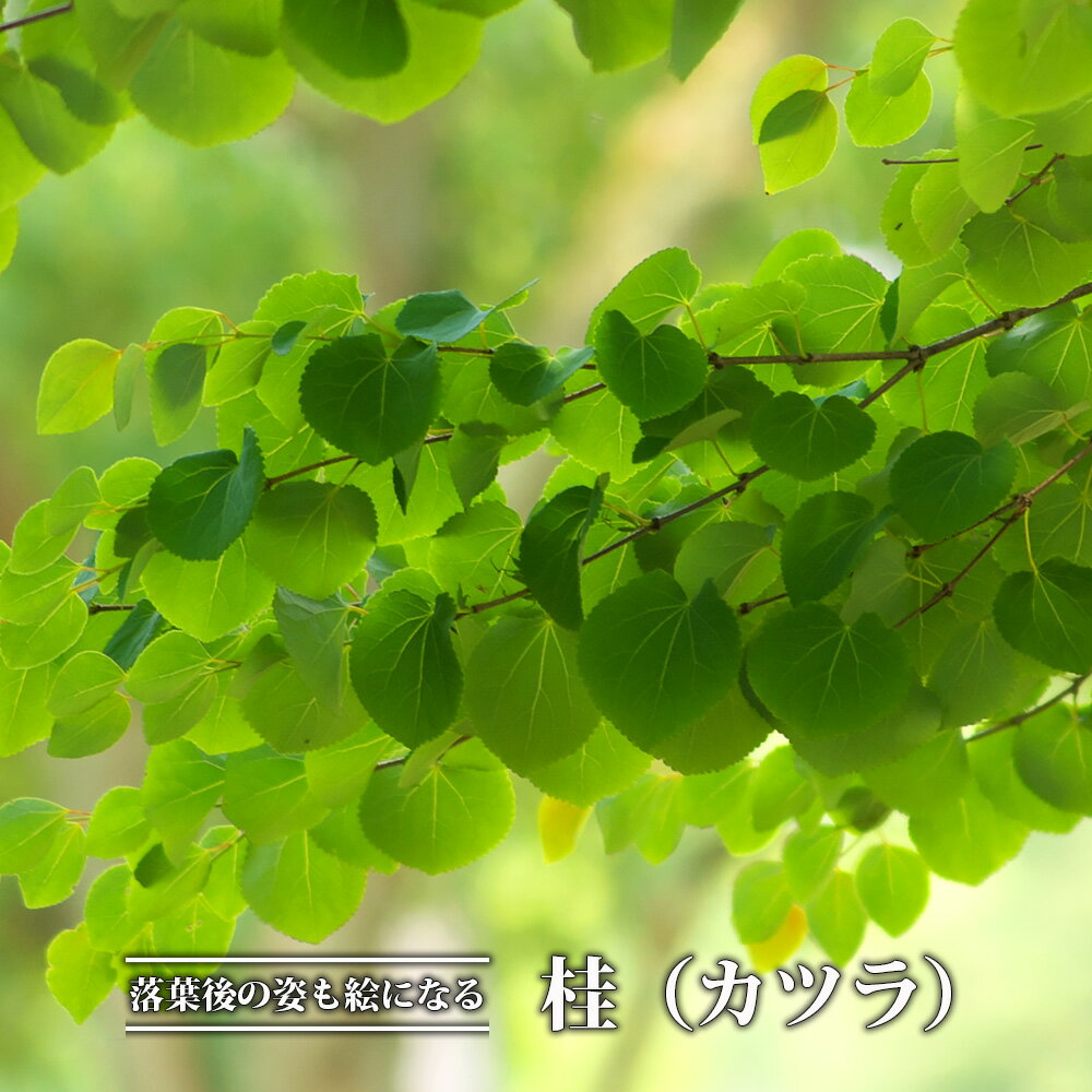 桂（カツラ） 3.5号ポット苗 【里の木シリーズ】のサムネイル