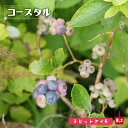 【コースタル】 ラビットアイ系 2年生挿木苗 ブルーベリー苗木