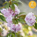 八重桜 【菊シダレ】 2年生 接木苗 6号ロングポット