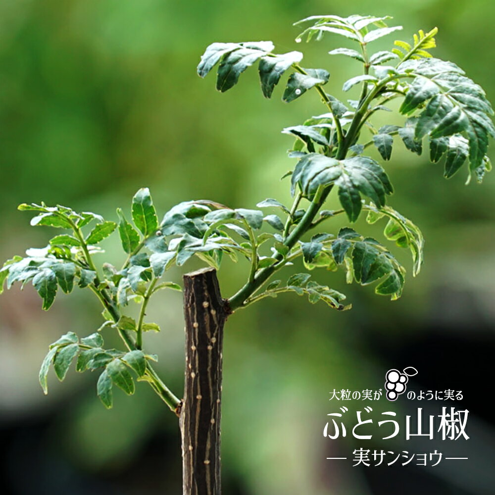 6月4日20時からのセール対象商品 山椒の木 実山椒の木 【ぶどう山椒】 1年生接木苗