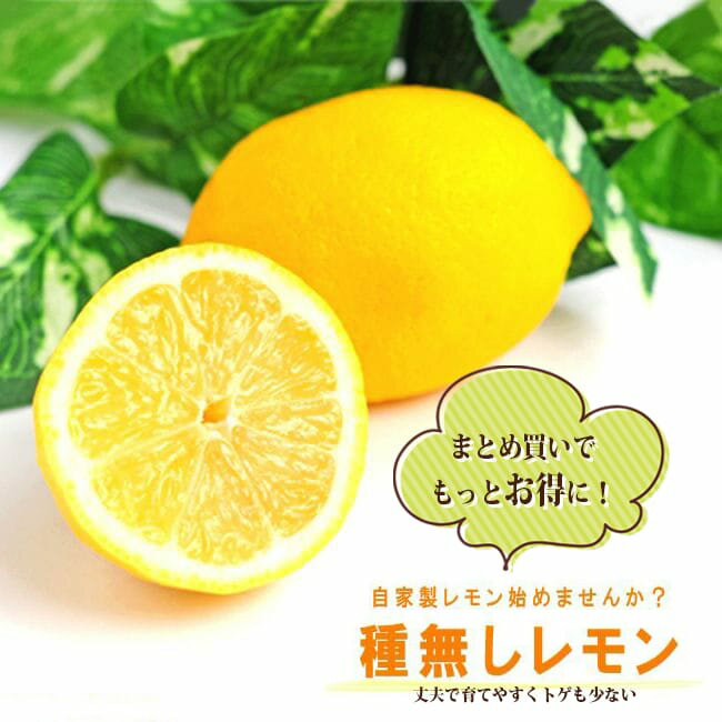 種なしレモンの木 【シードレスレモン】 1年生接木苗