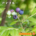 【アイブルー】 サザンハイブッシュ系 2年生挿木苗 ブルーベリー苗木