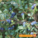 【サニーブルー】 サザンハイブッシュ系 2年生挿木苗 ブルーベリー苗木