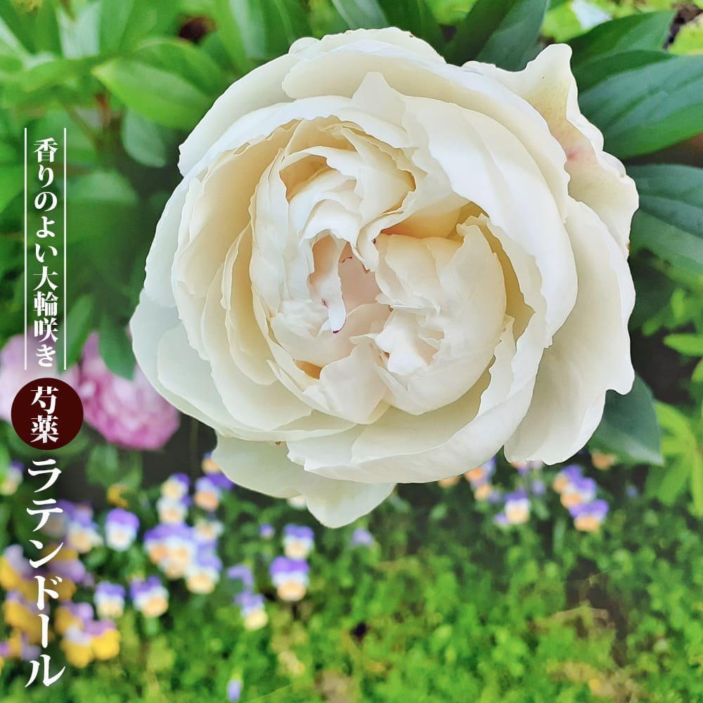 香りの良い芍薬 【ラテンドール】 6号スリット鉢植え