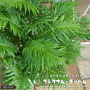 プレクナム・ギッバム 白鉢植え