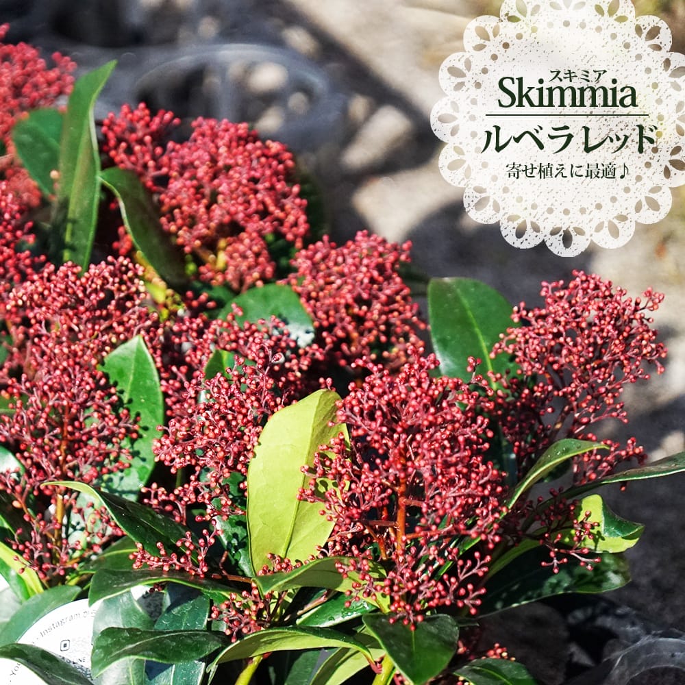 花が咲くスキミア ルベラ 国産 ポット苗 ルベラレッド or ルベラホワイト からお選びください。