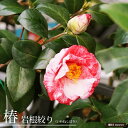 椿 苗 【岩根絞り】 接木 白鉢植え 開花 3~4月 【予約販売】9月下~11月下旬頃入荷予定