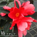 椿 ツバキ 苗【アザレア椿】 接木 白鉢植え 開花 7~10月