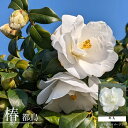 椿 苗 【都鳥】 接木 白鉢植え 開花 3~4月