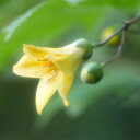 8月の庭の山野草の花たち 山野草を育てる