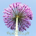 アリウム ミレニアム 4号ポット充実苗 宿根草 苗 多年草 耐寒性 グランドカバー