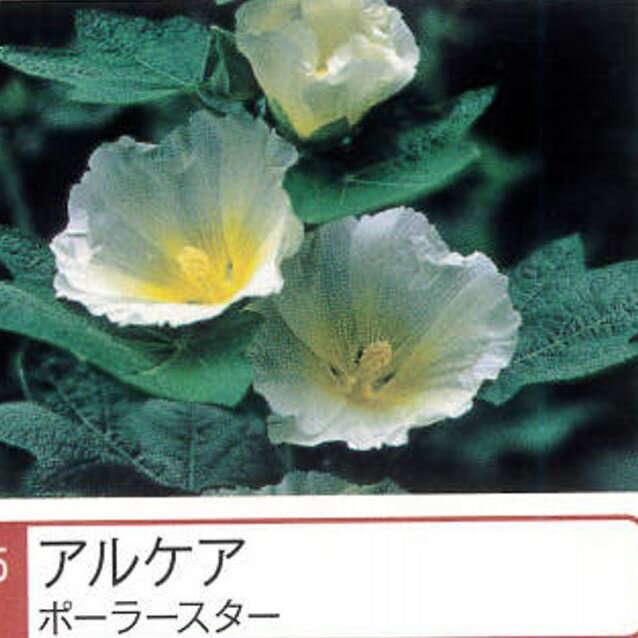 アルケア 【ポーラースター】 ポット苗のサムネイル