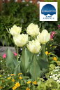 富山産チューリップ 【ホワイトバレー】 球根 (3球入り) (植え付け時期12月下旬まで)