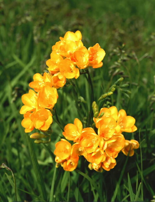 感謝の花言葉をもつ花 15選 ありがとうのhotな気持ちを