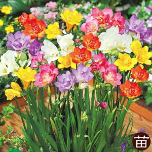 フリージア 【お得用】 八重 混合 (20球入り) (植え付け時期12月下旬まで) 【予約販売】9月下旬以降入荷予定