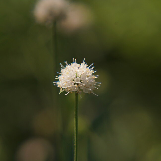 【サクシセラ フロステッドパールズ】3号ポット苗 【予約販売】4～5月頃入荷予定