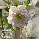 【しずく小鞠】 八重咲きクリスマスローズ 3号ポット 苗 【予約販売】10月下旬頃入荷予定