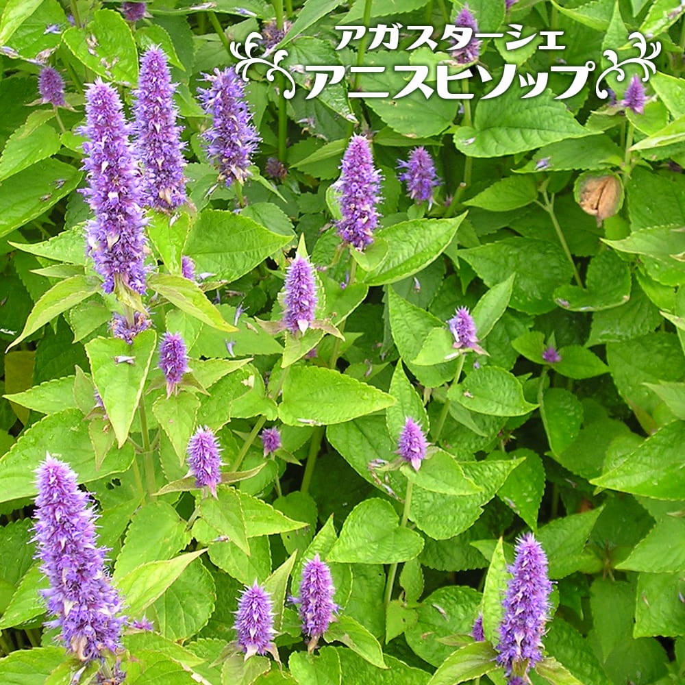 アニスヒソップ苗の商品画像