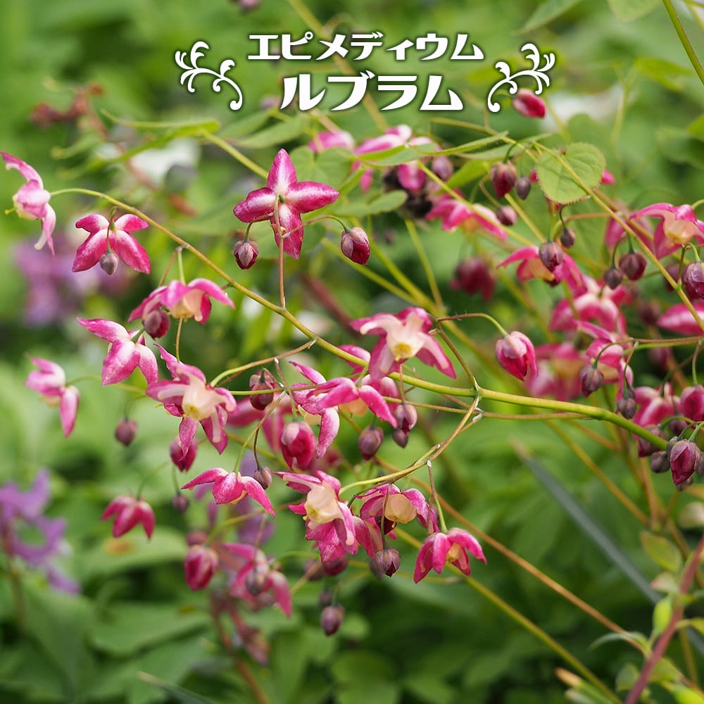 エピメディウム （イカリソウ） ルブラム 4号ポット苗 【予約販売】4～5月頃入荷予定