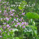 タリクトラム【ロケプルニアナム】 4号ポット苗