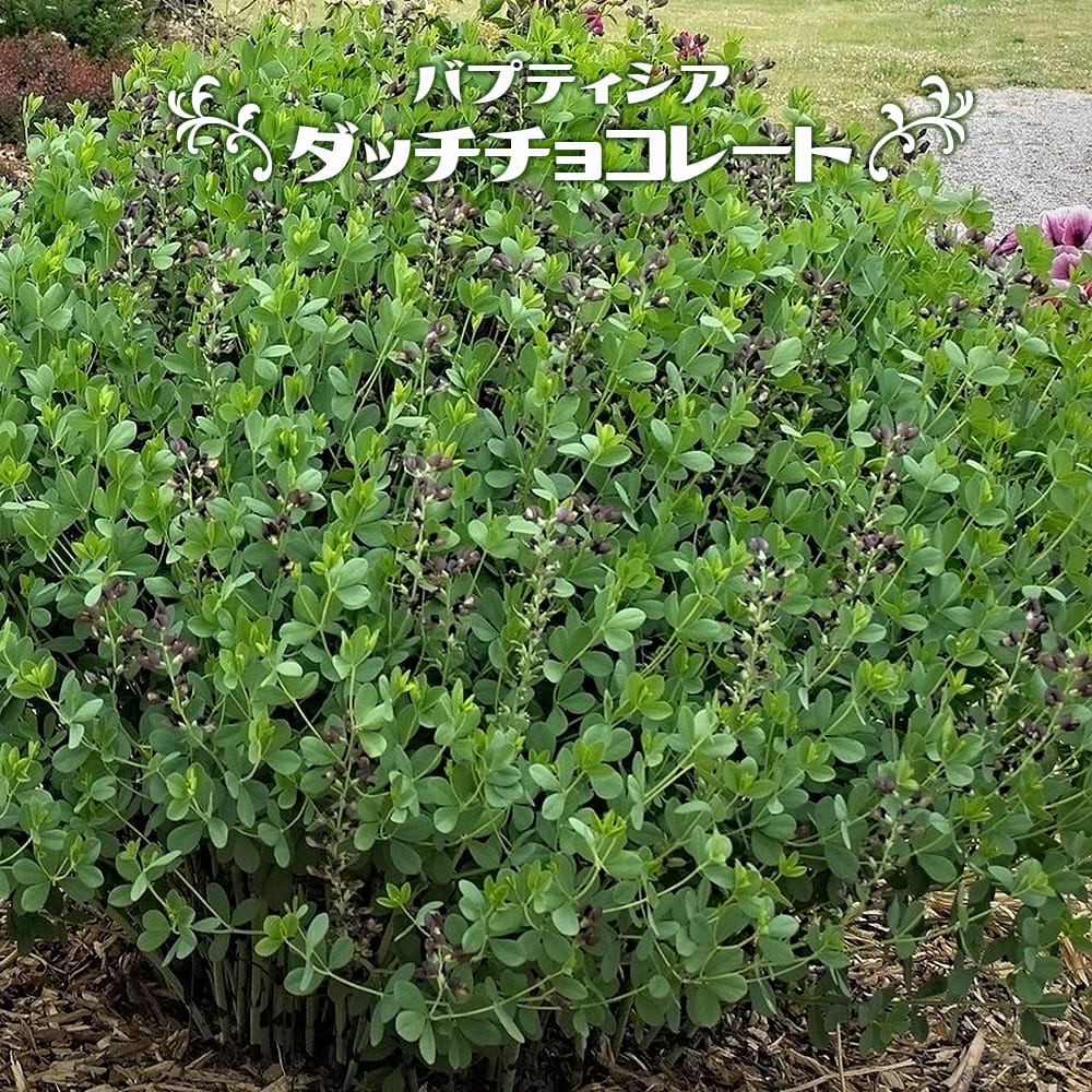 バプティシア 【ダッチチョコレート】 4号ポット苗 【予約販売】4～5月頃入荷予定