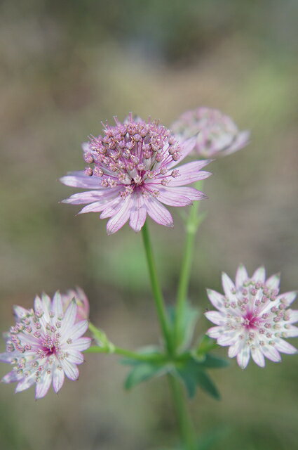 アストランティア 【ローマ】 3号ポット苗のサムネイル