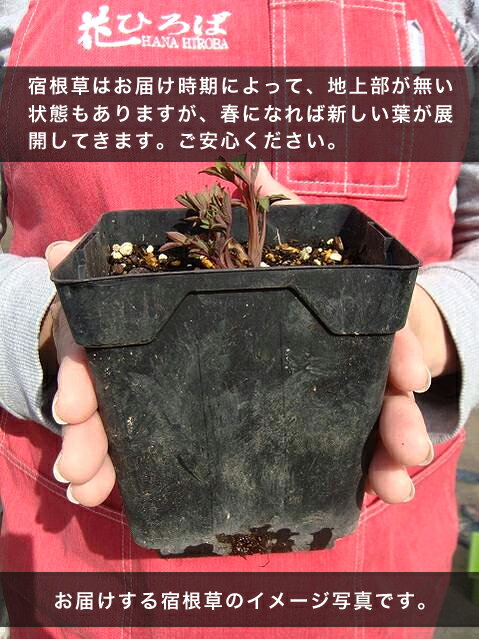 西洋芍薬（シャクヤク）カンサス　ポット苗 宿根草 苗 多年草 耐寒性 日陰