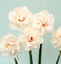 水仙 【八重咲き 白花品種】 球根 (2球入) (植え付け時期9月中旬~12月下旬) 【予約販売】9月下旬以降入荷予定