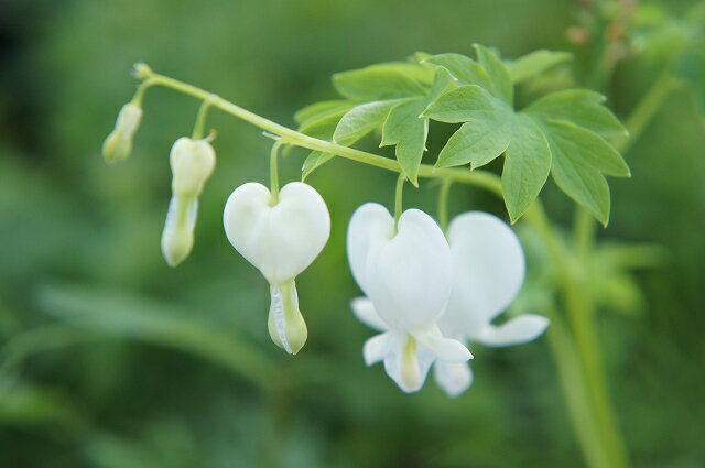 【タイツリソウ （ディセントラ・ケマンソウ）】 白 袋詰め宿根草 （1株入） （植え付け時期3月下旬まで）のサムネイル