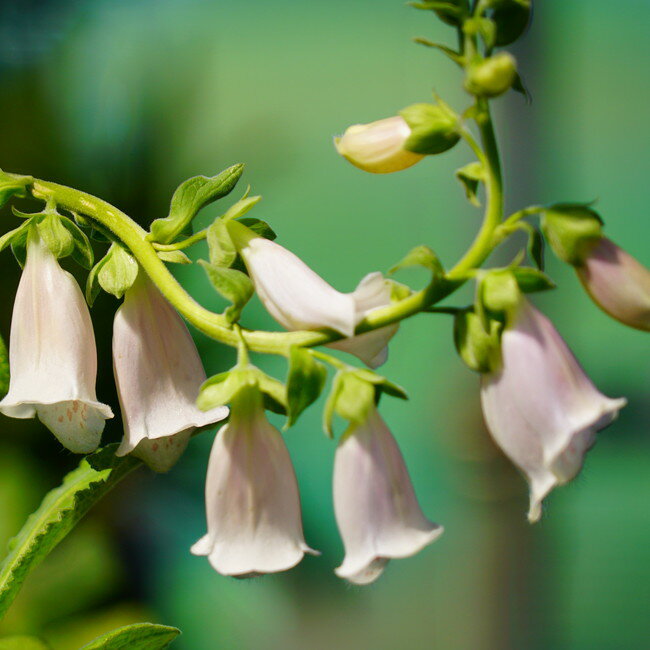 ジギタリス 【アプリコット】 3号ポット苗 【予約販売】3月下旬頃入荷予定