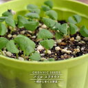 【有機種子】 バジル(スプラウト) Mサイズ 45g 種蒔時期 周年