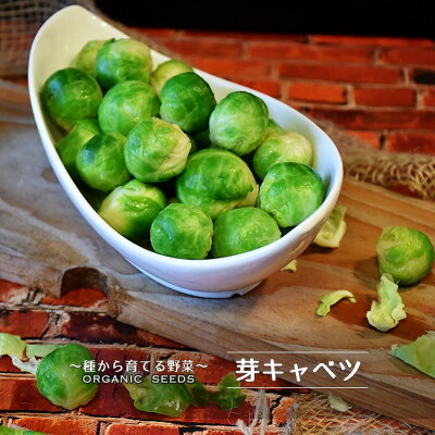 芽キャベツの育て方と栽培 失敗しないコツや上手に育てる方法をご紹介 暮らし の 芽キャベツの育て方と栽培 失敗しないコツや上手に育てる方法をご紹介 暮らし の