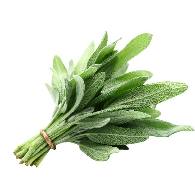 ��ͭ����ҡ� ������(����󥻡���) S������ 30γ �Ｌ���� 3��4�9��10��