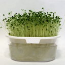 【有機種子】 ケール/スプラウト Mサイズ 50g 種蒔時期