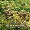 有機種子 【古代小麦 (スペルト小麦)】 Sサイズ 15g入り (種蒔時期 10月中旬~12月初旬)