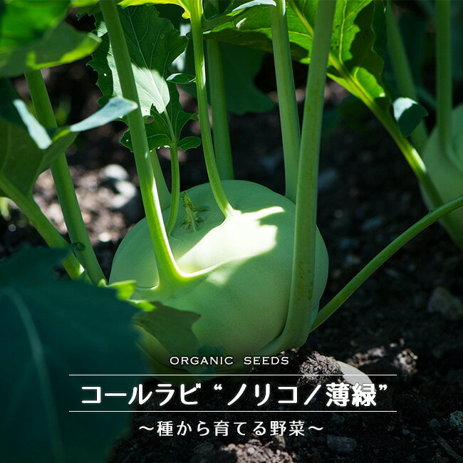 【有機種子】 コールラビ ノリコ/薄緑 Sサイズ 80粒 種蒔時期 3～5月 9～10月