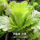 【有機種子】 半結球白菜 Sサイズ 0.6g(約260粒) 種蒔時期 3~4月、8~9月