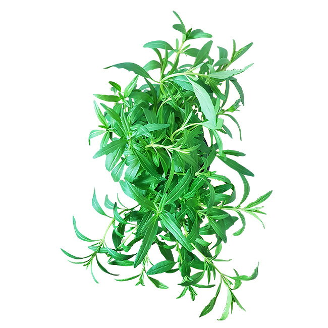 【有機種子】 サマーサボリー Sサイズ 0.2g(約315粒） 種蒔時期 3～5月、9～10月