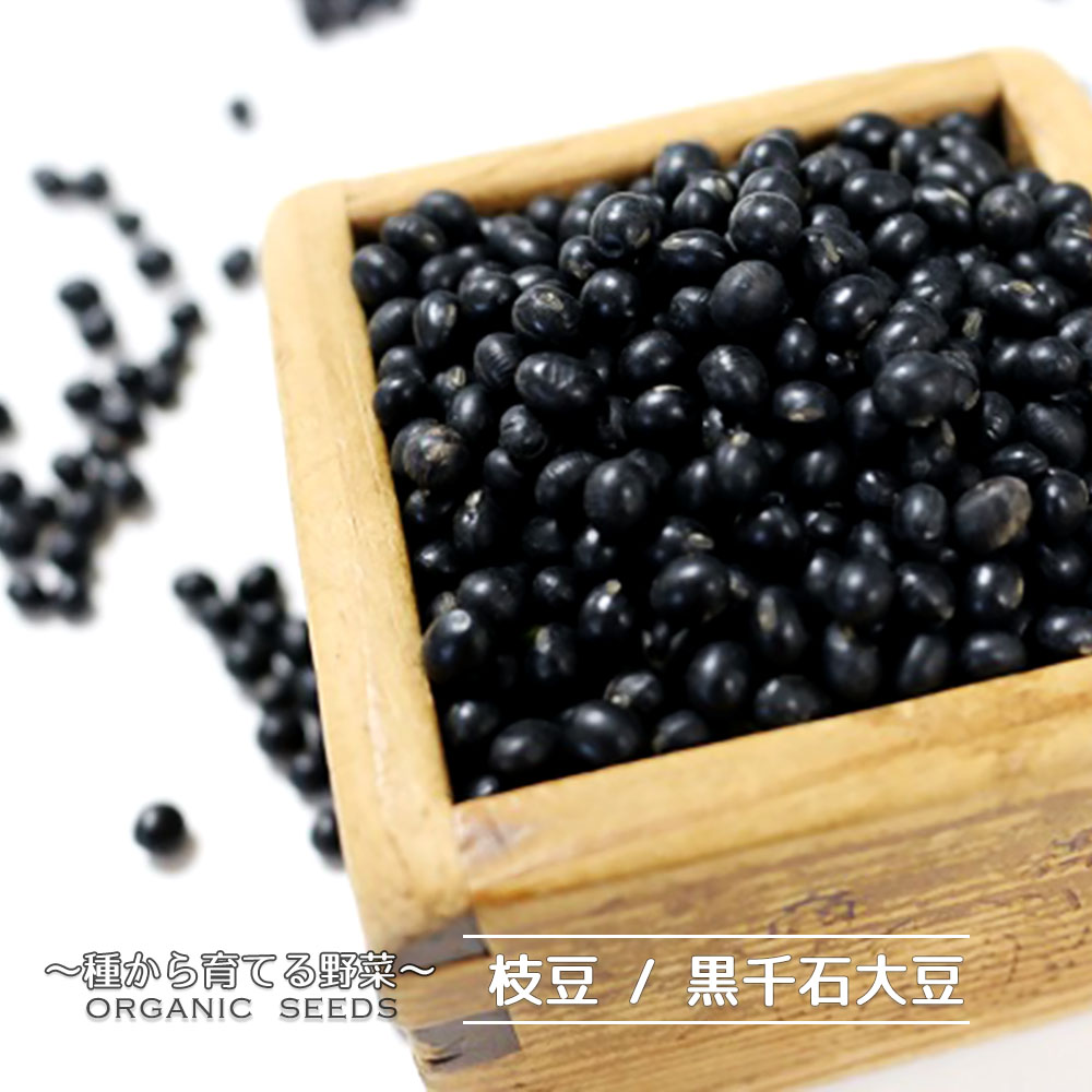 【有機種子】 枝豆/黒大豆/黒豆/黒千石大豆 Sサイズ 100粒 種蒔時期 6～7月