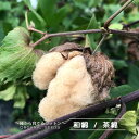 【有機種子】 和綿(わめん)/茶綿 Sサイズ15粒 種蒔時期 4~5月