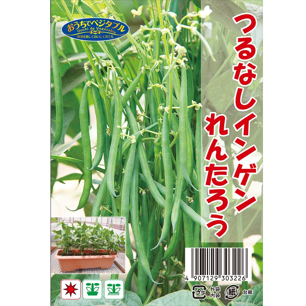 つるなしいんげん 【れんたろう】 約 50ml （種蒔時期 3月～9月）