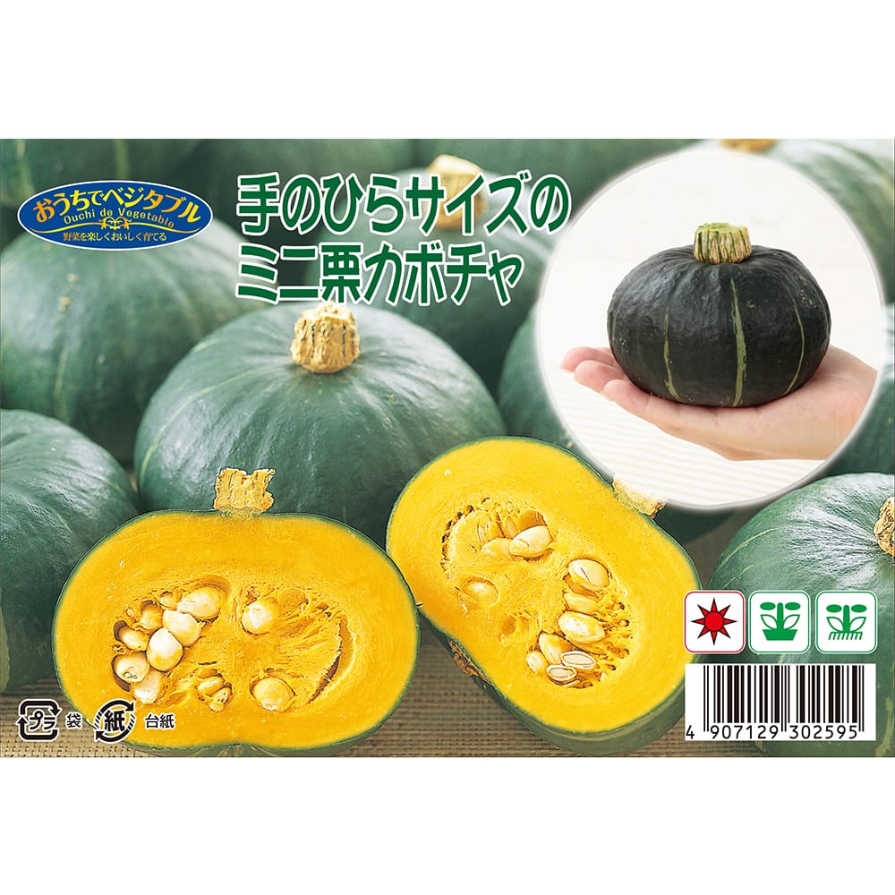 手のひらサイズのミニ栗カボチャ 1袋 約8粒 （種蒔時期 3月下旬～6月下旬）