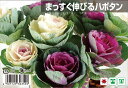 【まっすぐ伸びるハボタン】 約100粒 (種蒔時期 6月下旬〜8月上旬)