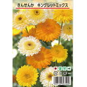 きんせんか 【キングレットミックス】 約25粒 (種蒔時期 9月下旬〜10月)
