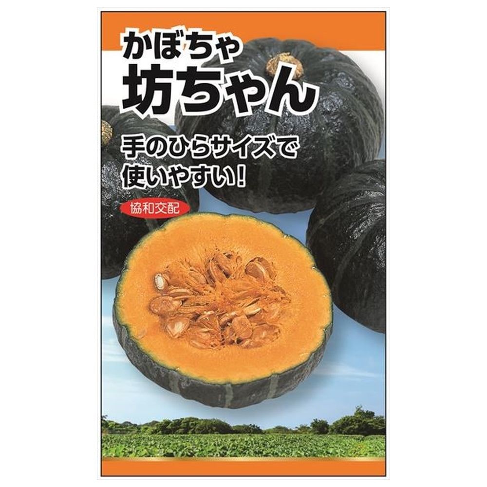 かぼちゃ 【協和交配坊ちゃん(カボチャ)】 種・小袋 （5粒） F1（一代交配種）