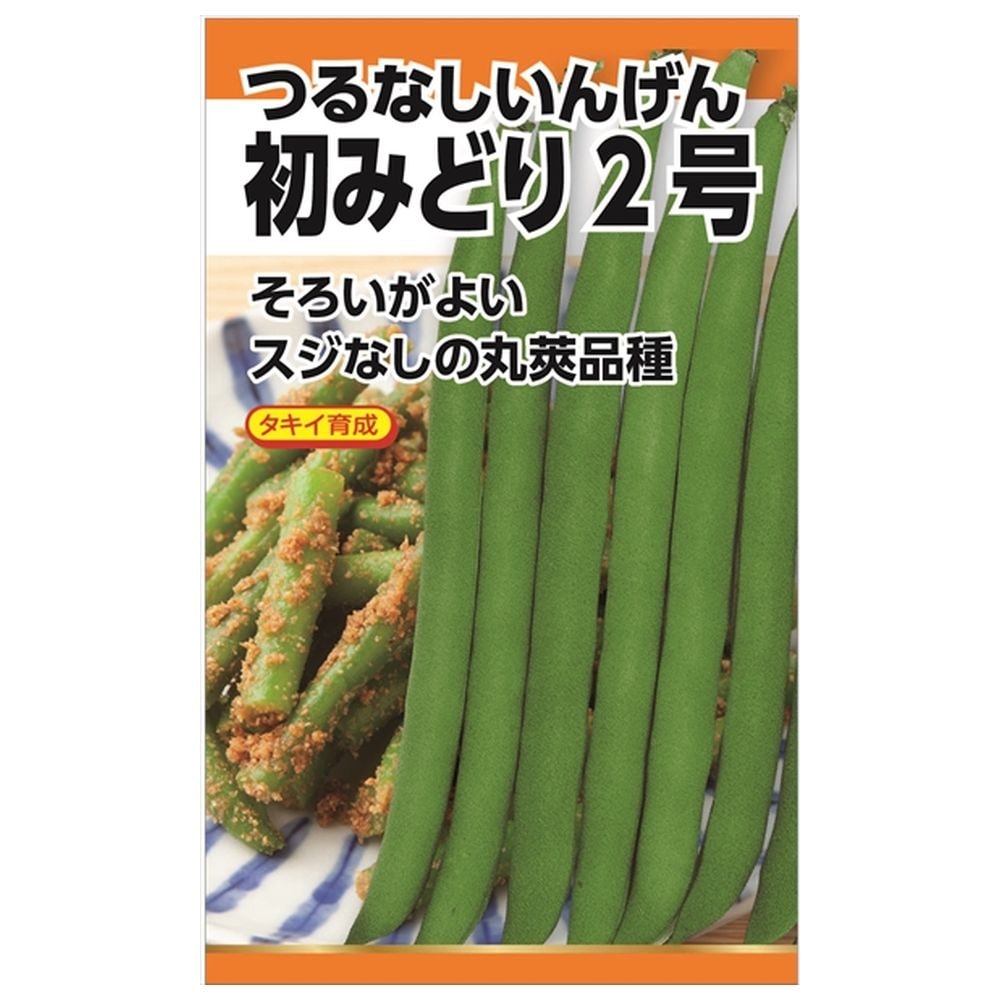 いんげん 【初みどり2号(つるなし・丸莢)】 種・小袋 （30粒） 選抜採種育成種