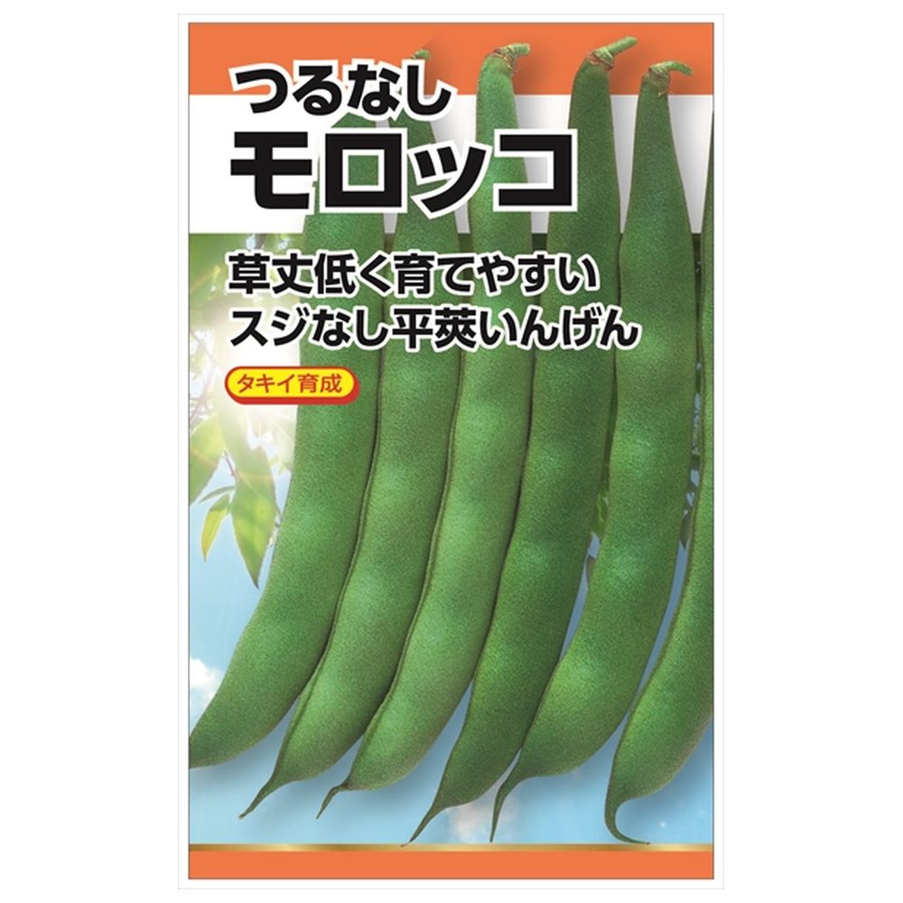 いんげん 【つるなしモロッコ】 種・小袋 （30粒） 選抜採種育成種