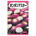 【ポンポンアスター】 種・小袋 (0.5ml) 固定種
